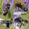 Osmia sp.